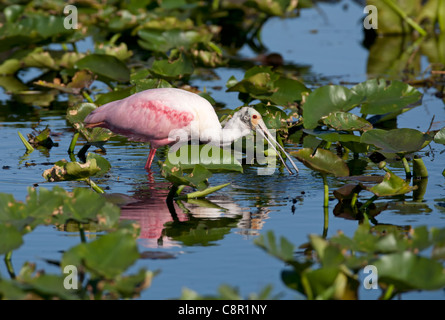 Roseate Spoonbil in Everglades, Florida, USA Stockfoto