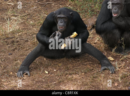 Outdoor in Uganda (Afrika) geschossen zeigt zwei Schimpansen sitzen auf dem Boden während des Essens Stockfoto