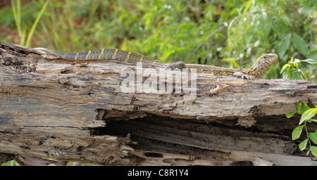 eine Eidechse auf ein Stück Holz vor unscharfen Vegetation in Uganda (Afrika) Stockfoto