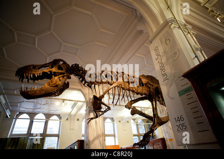 Eine Rekonstruktion eines Dinosauriers Tyrannosaurus Rex überragt Vitrinen im Manchester Museum Stockfoto