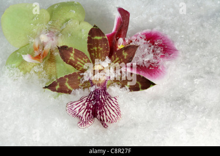 Gruppe von Orchidee blüht in Kunstschnee Stockfoto