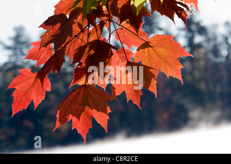 Herbst Blätter - See Julian - Asheville, North Carolina USA Stockfoto