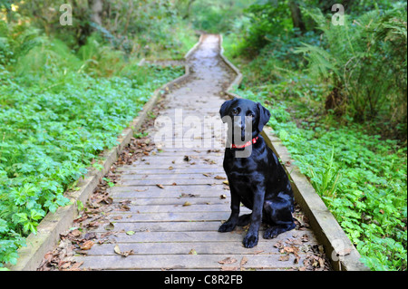 Ein schwarzer Labrador-Welpe wartet auf den Promenaden entlang des Flusses Derwent in North Yorkshire Stockfoto