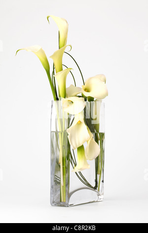 Einen bunten Blumenstrauß in einer Vase. Weißen Calla Lilien [Calla Aethropica] Stockfoto