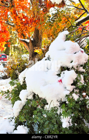 Schnee Biegungen und bricht die Zweige eines japanischen Ahorn, Acer palmatum, noch mit grünen Blättern bedeckt, während einer Unseasonal Schneesturm im Herbst in New York. Ein Beispiel für das Wetter Unterbrechung durch den Klimawandel verursacht. Vor Nachrichten Bildunterschrift: Croton-on-Hudson, NY 10/30/11 - Schnee aus einer unerwarteten frühen Blizzard gedumpten Datensatz Mengen Schnee Samstag und Sonntag, die Bäume noch beladen mit Blätter und schwere Schäden verursachen. Obwohl die Temperaturen stiegen und Schnee schmelzen begann um 12:00 Uhr, mehr als 2 Millionen ohne Strom im Nordosten der USA waren. Stockfoto