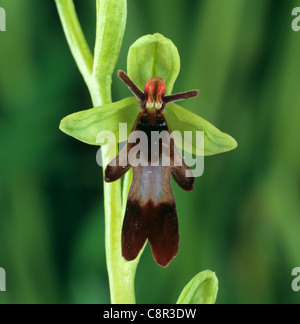 Fliegen Sie Orchidee (Ophrys Insectifera) typische Orchidee Blüte Stockfoto