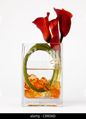 Einen bunten Blumenstrauß in einer Vase. Rote Calla Lilien [Zantedeschia Var] Stockfoto