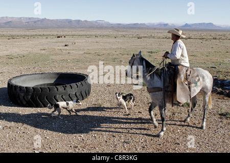 Rancher Inspektion Weidefläche von einem West-Texas-Ranch durch eines der längsten Dürre auf Aufzeichnung in der Region stark beeinträchtigt. Stockfoto