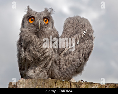 Zwei weiße konfrontiert Zwergohreule Eulenküken (Ptilopsis Leucotis) Stockfoto
