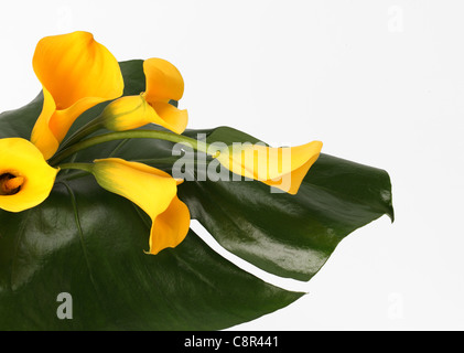 Einen bunten Blumenstrauß in einer Vase. Gelbe Calla Lilien [Zantedeschia Var] und eine Cymbidium-Orchidee Stockfoto