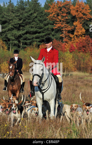 Jäger tragen schwarze und rote Mäntel zu Pferd mit Rudel von Hunden während ziehen Sie Jagd im Herbst, Europa Stockfoto