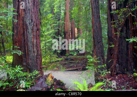 CA00990-00... Kalifornien - Redwood Creek fließt durch den Redwood-Wald im Muir Woods National Monument. Stockfoto