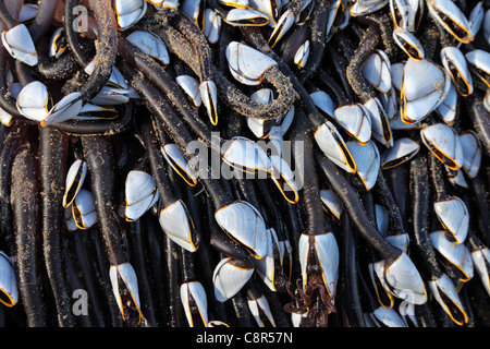 Gans Entenmuscheln Lepas Anatifera auf ein Protokoll an eine UK Strand gespült Stockfoto