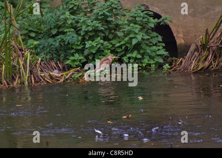 Rallenreiher, Naturschutzgebiet Attenborough, Oktober 2011 Stockfoto