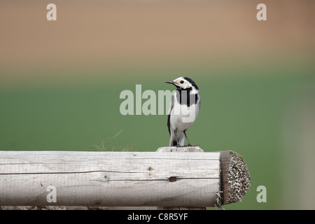 Bachstelze (Motacilla Alba) sitzen auf einem hölzernen Zaun. Stockfoto