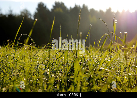 Mornung Tau auf grüne Pflanzen vor einem Wald 2 Stockfoto