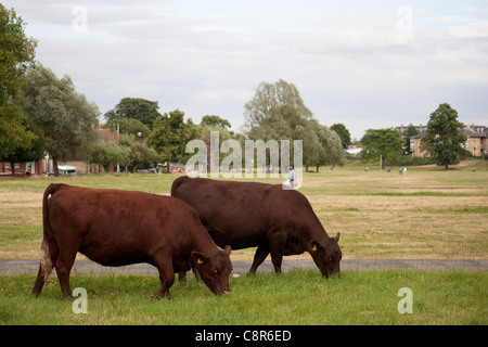 Rot-Umfrage Kühe frei auf Midsummer Common in Cambridge Stockfoto