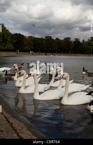 Wasservögel auf dem See mit Booten in den Kensington Gardens, London Stockfoto