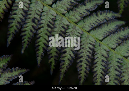 Silber Baumfarn oder Cyathea Dealbata Pflanze closeup Stockfoto