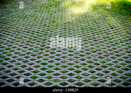 Abstrakter Stil des Bildes von vielen kleinen Pflanzen und Unkraut in die Zwischenräume der dekorativen, Beton, Diagonale Stein-Arbeit. Stockfoto