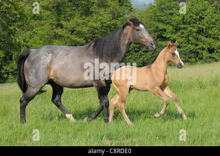 Quarter Horse Stute mit Fohlen Stockfoto