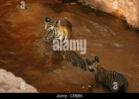 Tigerin mit jungen im Wasser Stockfoto