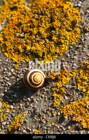 Schlafen Schnecke auf einer Steinmauer behandelt in gelber Pilz Stockfoto