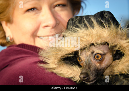 Chihuahua Hund Wintermantel getragen von einer Frau bekleidet Stockfoto