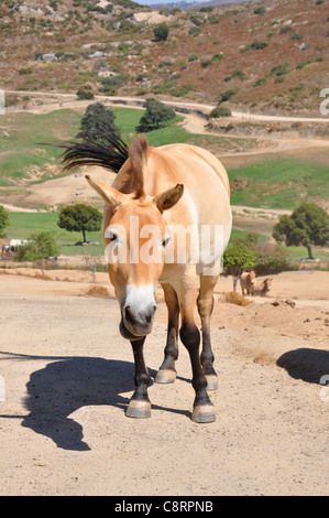 Ein einzelnes hautnah von einem asiatischen Wildpferd Stockfoto