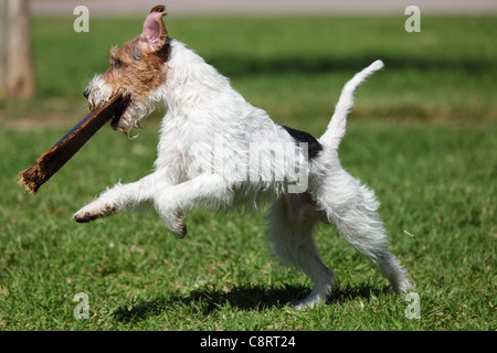 Jack Russel Terrier Playong im freien Stockfoto