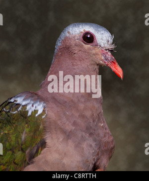 Emerald Dove (Chalcophaps Indica) Stockfoto