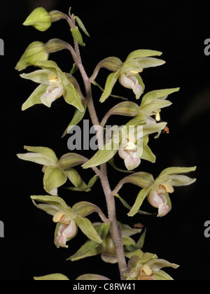 Violette Helleborine, Epipactis purpurata Stockfoto