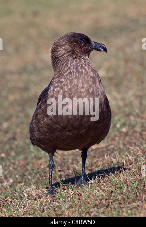 Braune subantarktischen Skua (Stercoraius Antarcticus Lonnbergi), Saunders Island, Falkland Stockfoto