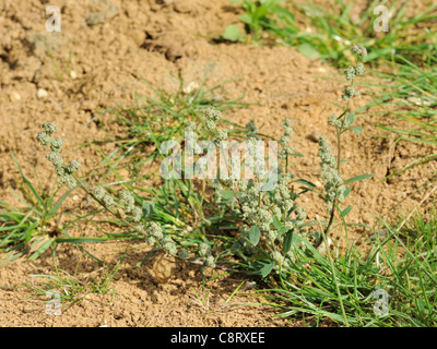 Fett-Hen, Chenopodium album Stockfoto