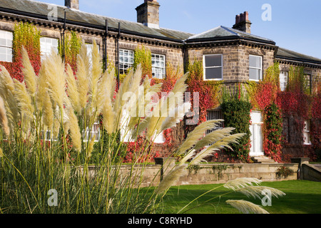 Pampasgras an Conyngham Hall Knaresborough North Yorkshire England Stockfoto