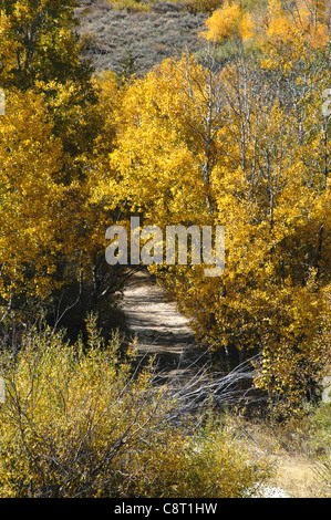 Eine alte Straße in die Berge bei Silver City, eine Geisterstadt in die Owyhee Mountains Stockfoto