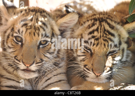 Tigerbabys Stockfoto