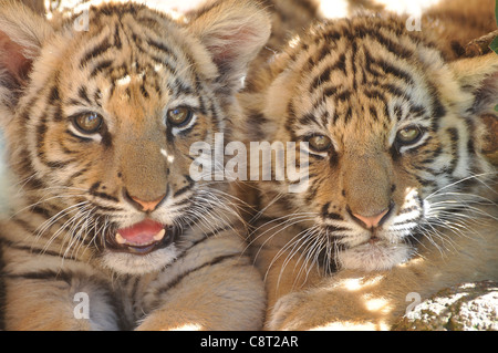 Tigerbabys Stockfoto