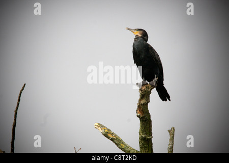 Kormoran an der Lake Windermere, Lake District, Großbritannien Stockfoto