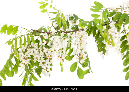 Akazie Zweig mit Blättern und Blumen auf weiß Stockfoto