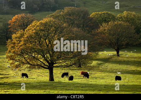 Die ersten Sonnenstrahlen treffen das bunte Herbstlaub Arncliffe in Littondale, Yorkshire Stockfoto