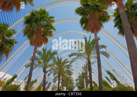 Palmen wachsen mit dem Umbracle, begrünte Promenade und Ausstellung Zone in der Stadt der Künste und Wissenschaften. Valencia, Spanien. Stockfoto