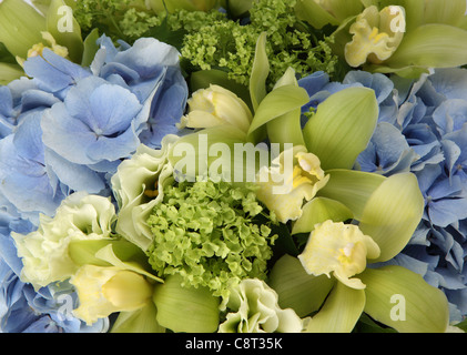 Eine Nahaufnahme von einem bunten Blumenstrauß. Eine Blaue Hortensie, kleine grüne Hortensien und blass grünen Cymbidium Orchideen. Stockfoto