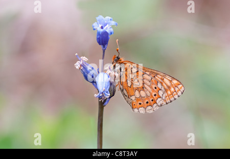 Marsh Fritillary bei Bentley Holz in Wiltshire Stockfoto