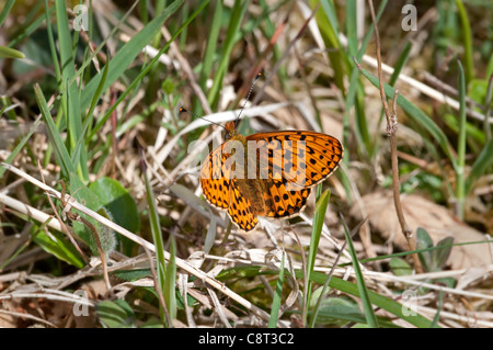 Pearl-umrandeten Fritillary bei Bentley Holz in Hampshire Stockfoto