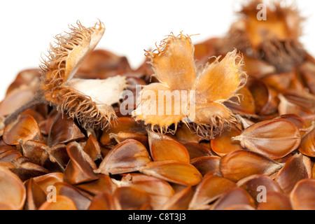 verschüttete Samen mit Buche Obst auf weißem Hintergrund Stockfoto