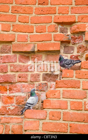 Paar Tauben sitzen auf alten roten Backsteinmauer. Stockfoto