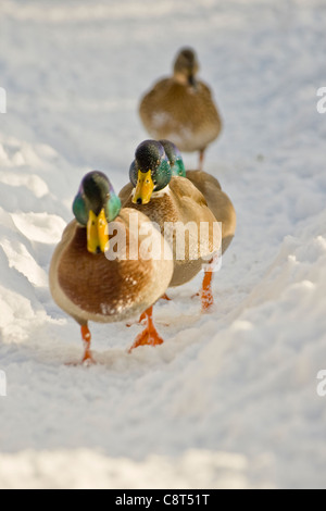 Vier Mallard Enten zu Fuß auf einem verschneiten Pfad in einem Feld in Linton North Yorkshire an einem Wintertag. Stockfoto