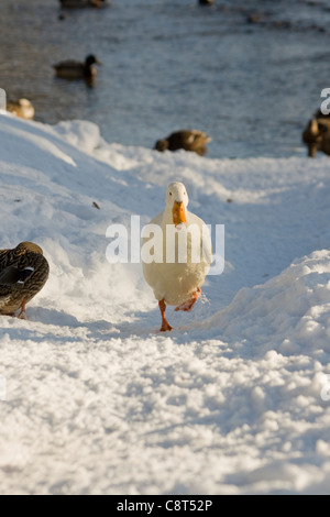 Eine weiße Peking Ente läuft auf einem verschneiten Pfad in Linton North Yorkshire an einem Wintertag Stockfoto