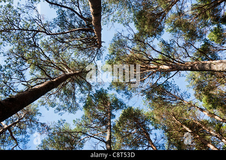 Nach oben durch die Bäume in einem Wald, Norwegen Stockfoto